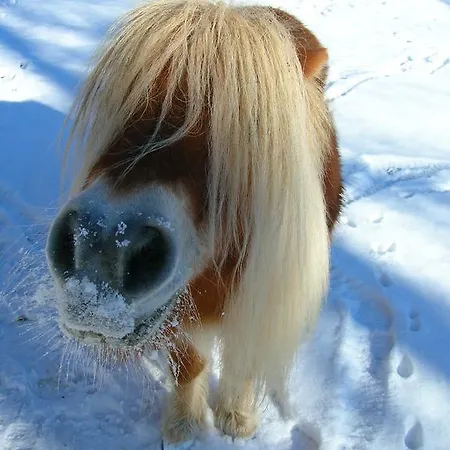 Historischer Bauernhof Schabus * Tröpolach